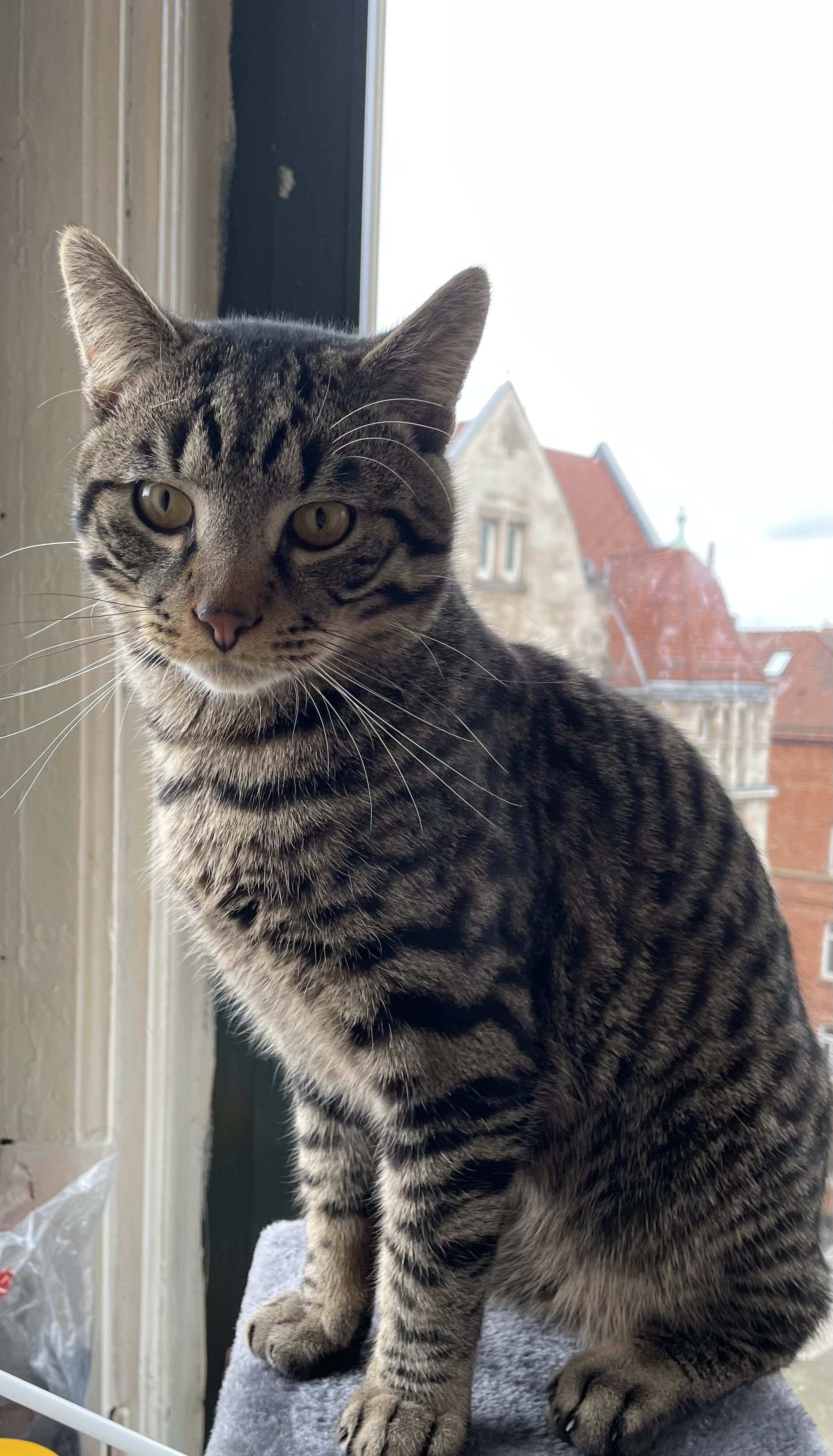 Europäische Kurzhaar Kater Viva Kleinanzeigen