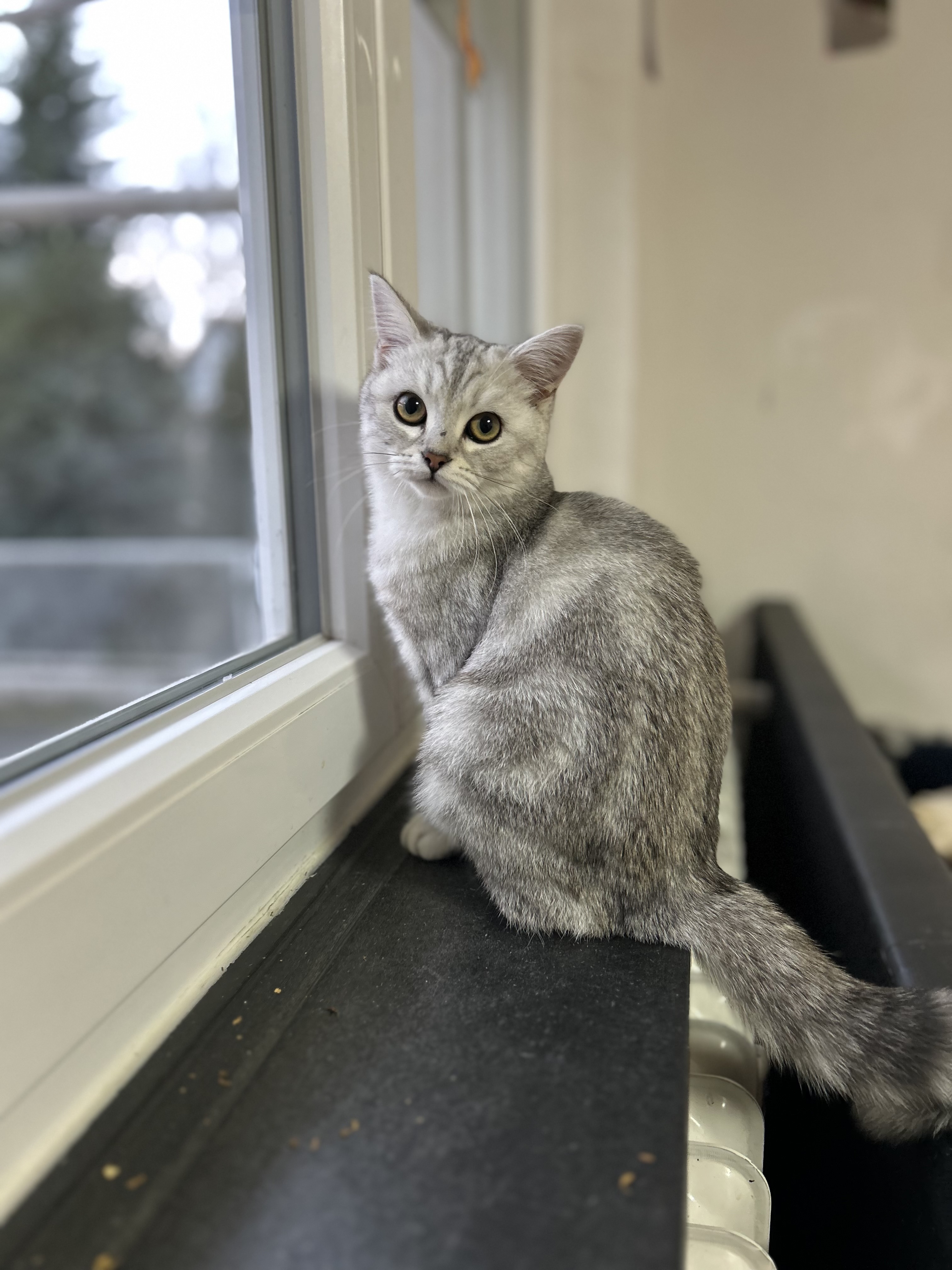 BHK Katze Sucht Neues Zuhause Preis Ist Verhandelbar Viva Kleinanzeigen