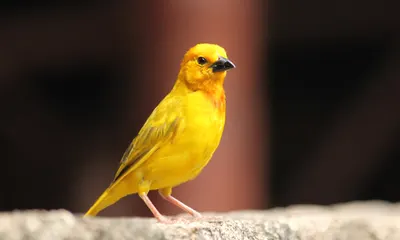 Kanarienvögel: Wissenswertes von Charakter bis Voliere