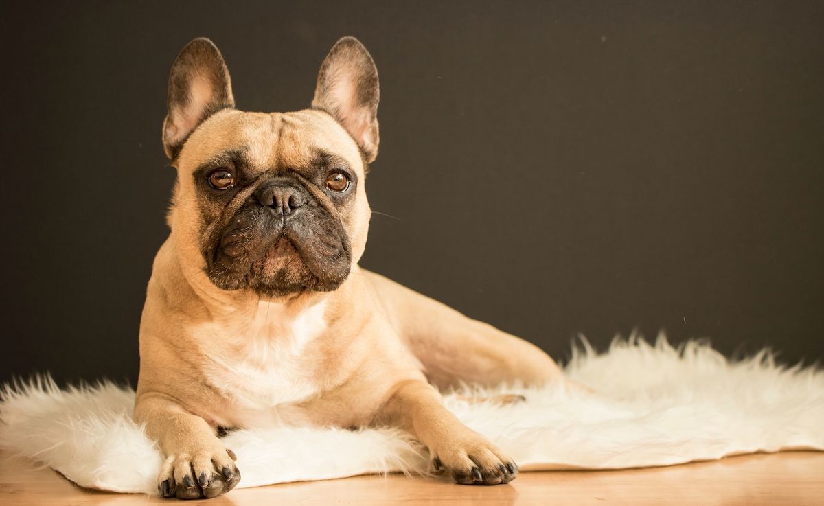 Französische Bulldogge