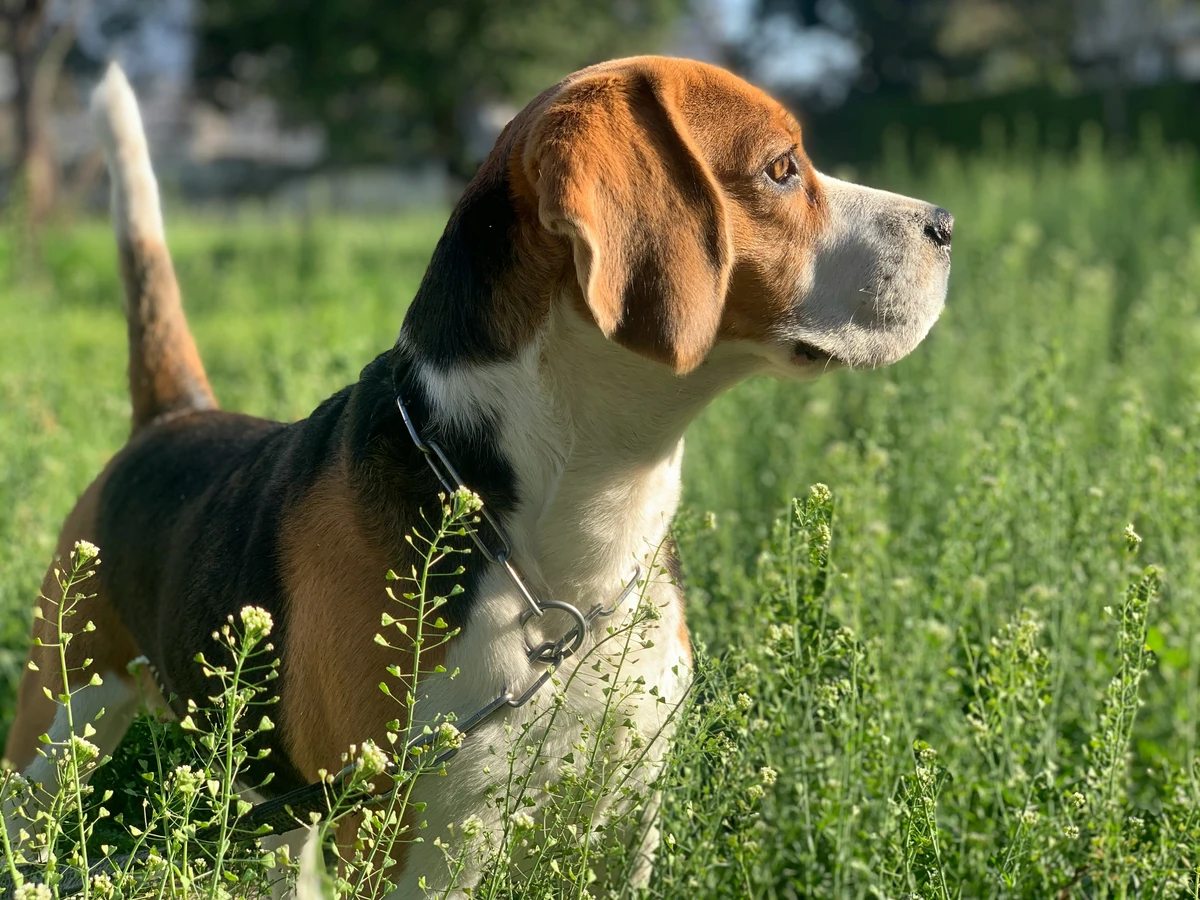 Beagle Hund auf Wiese
