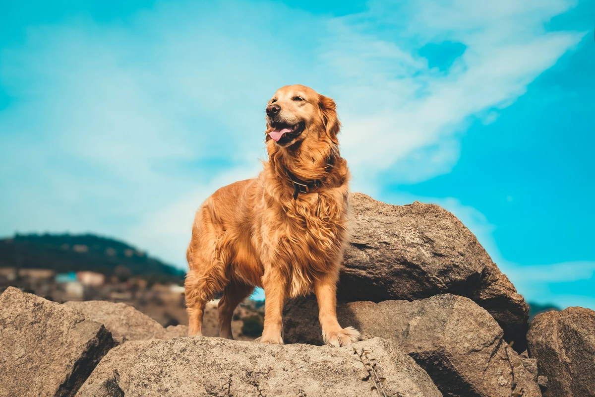 Golden Retriever Hund auf Steinen