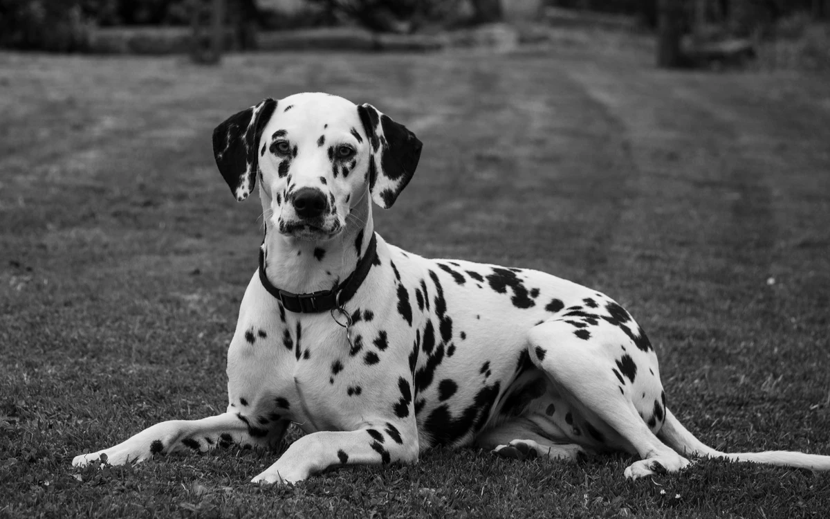 Dalmatiner Hund