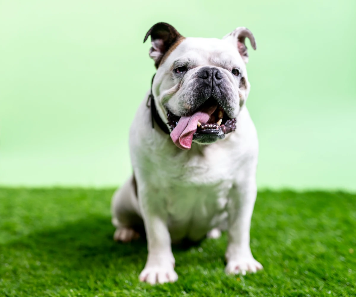 Bulldogge tagsüber auf grünem Rasen