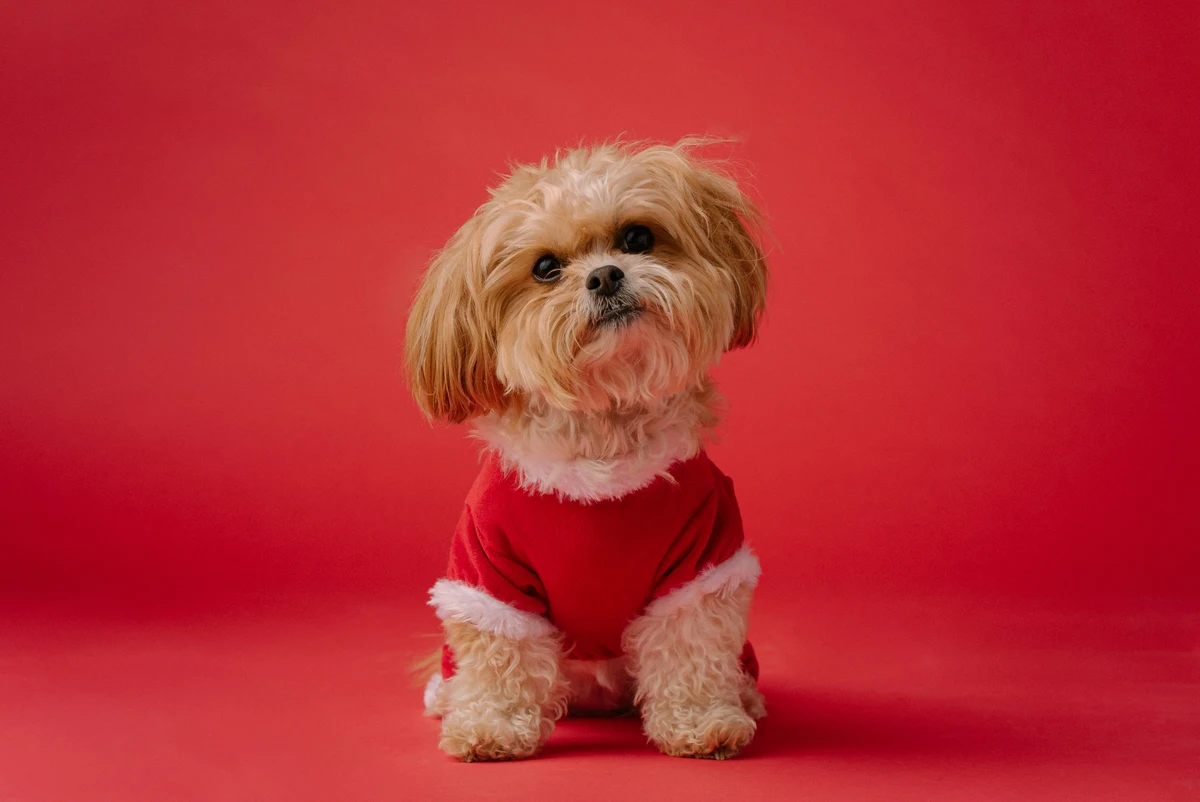 Kleiner Shih Tzu Hund auf rotem Hintergrund