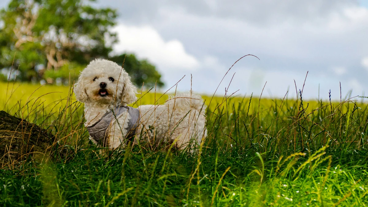 Kleiner Hund auf grüner Wiese