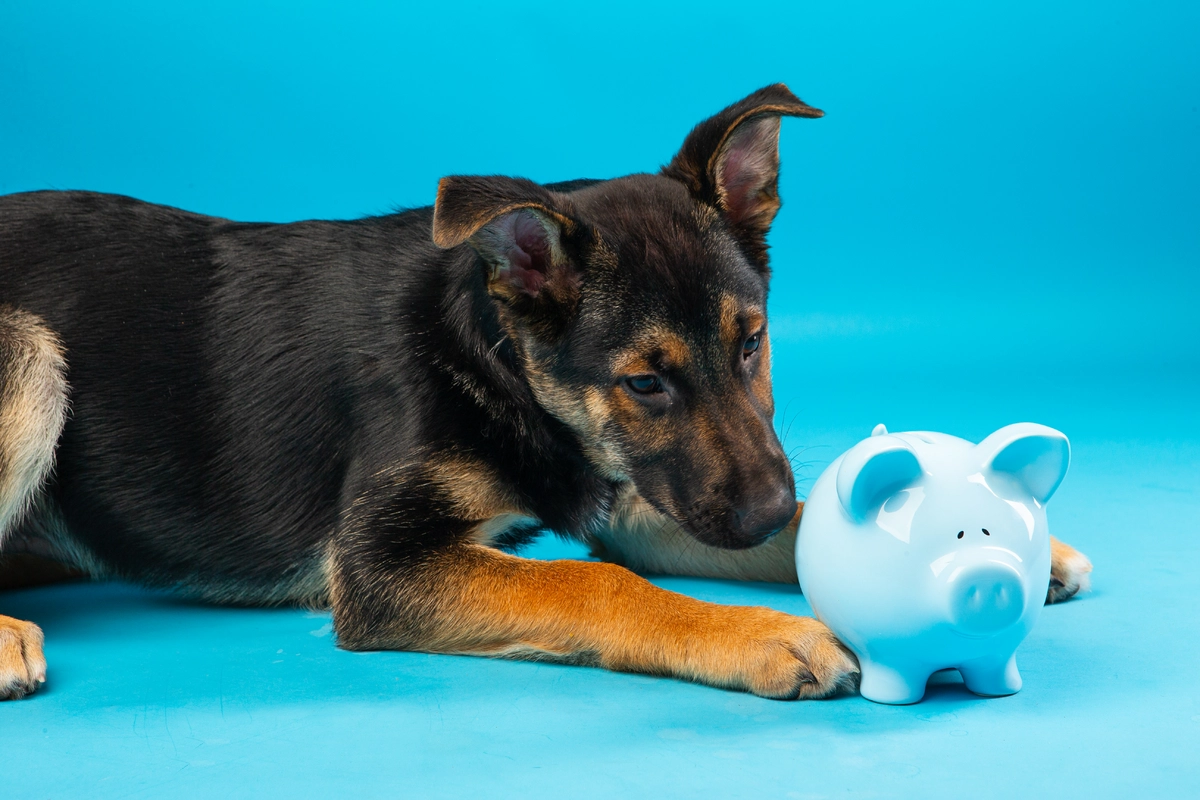 Hund mit Sparschwein