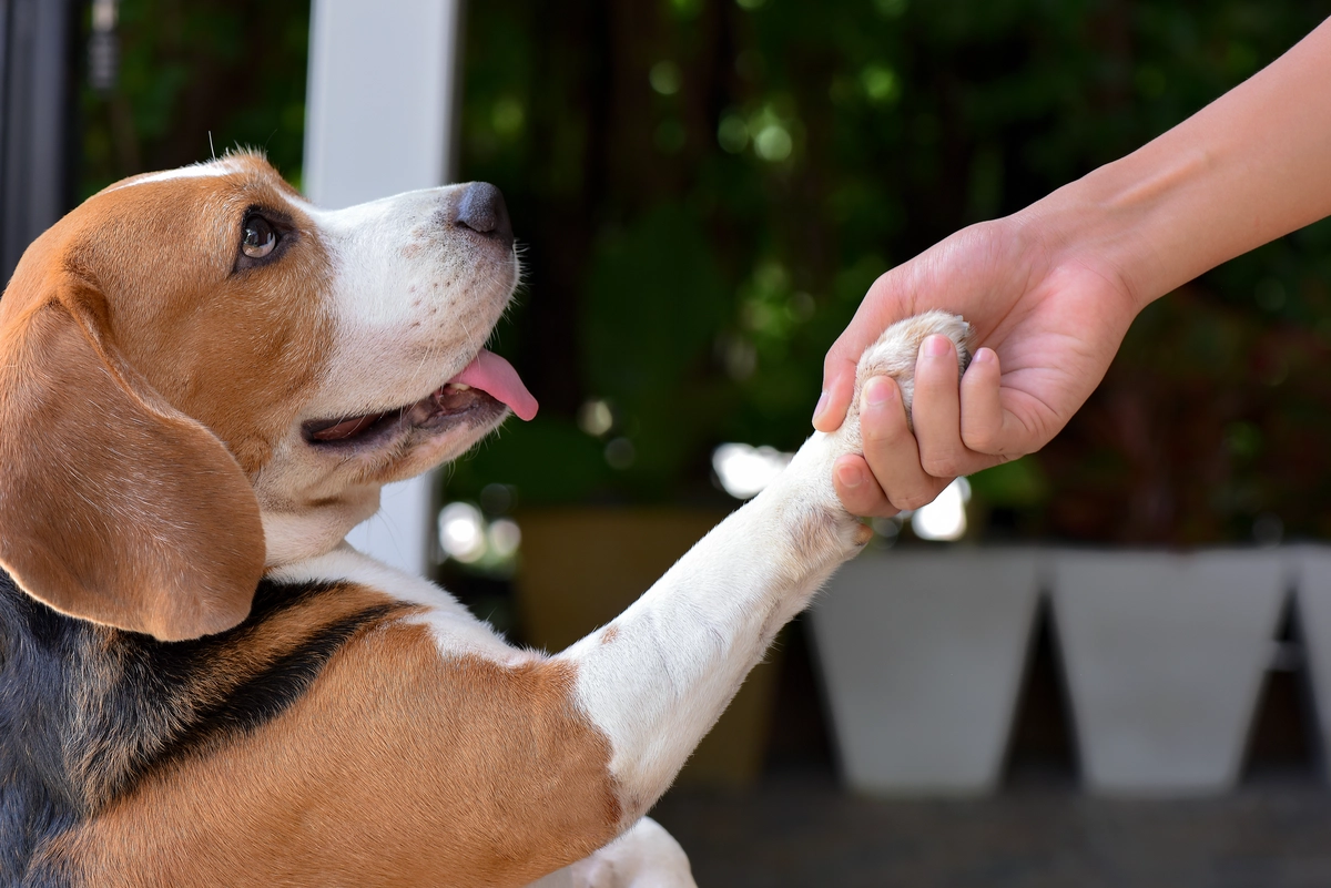 Beagle gibt die Pfote