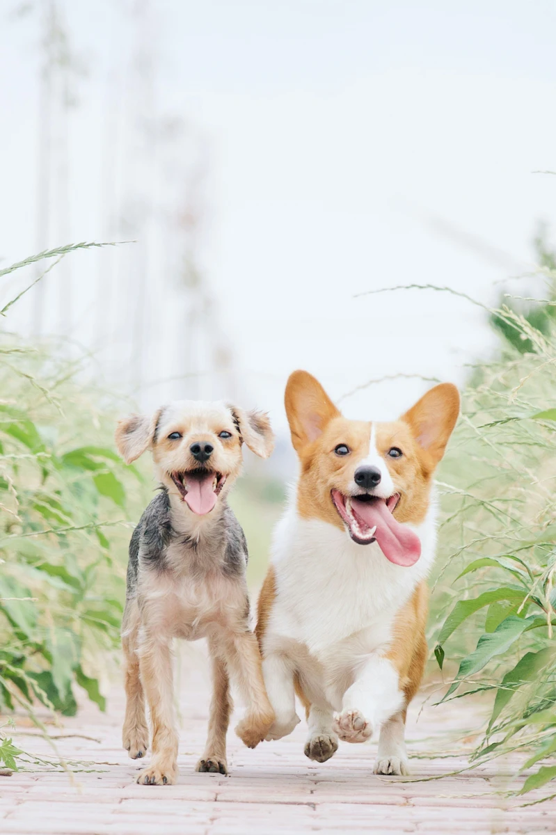 Zwei rennende Hunde