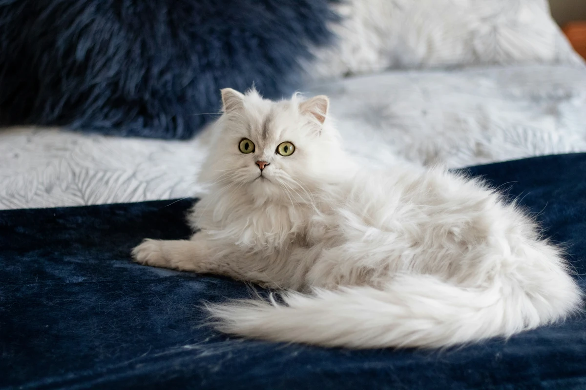weiße Perser Katze liegend