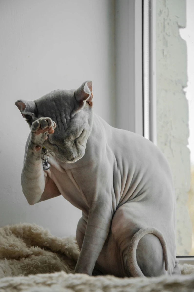 sitzende graue Sphynx Katze