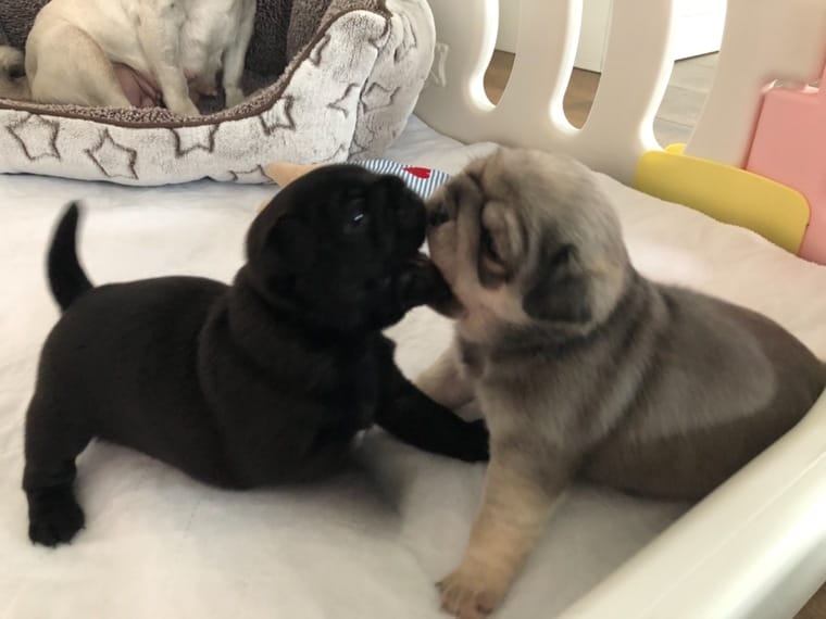 Mops Welpen von sportlichen Mops Eltern Viva Kleinanzeigen