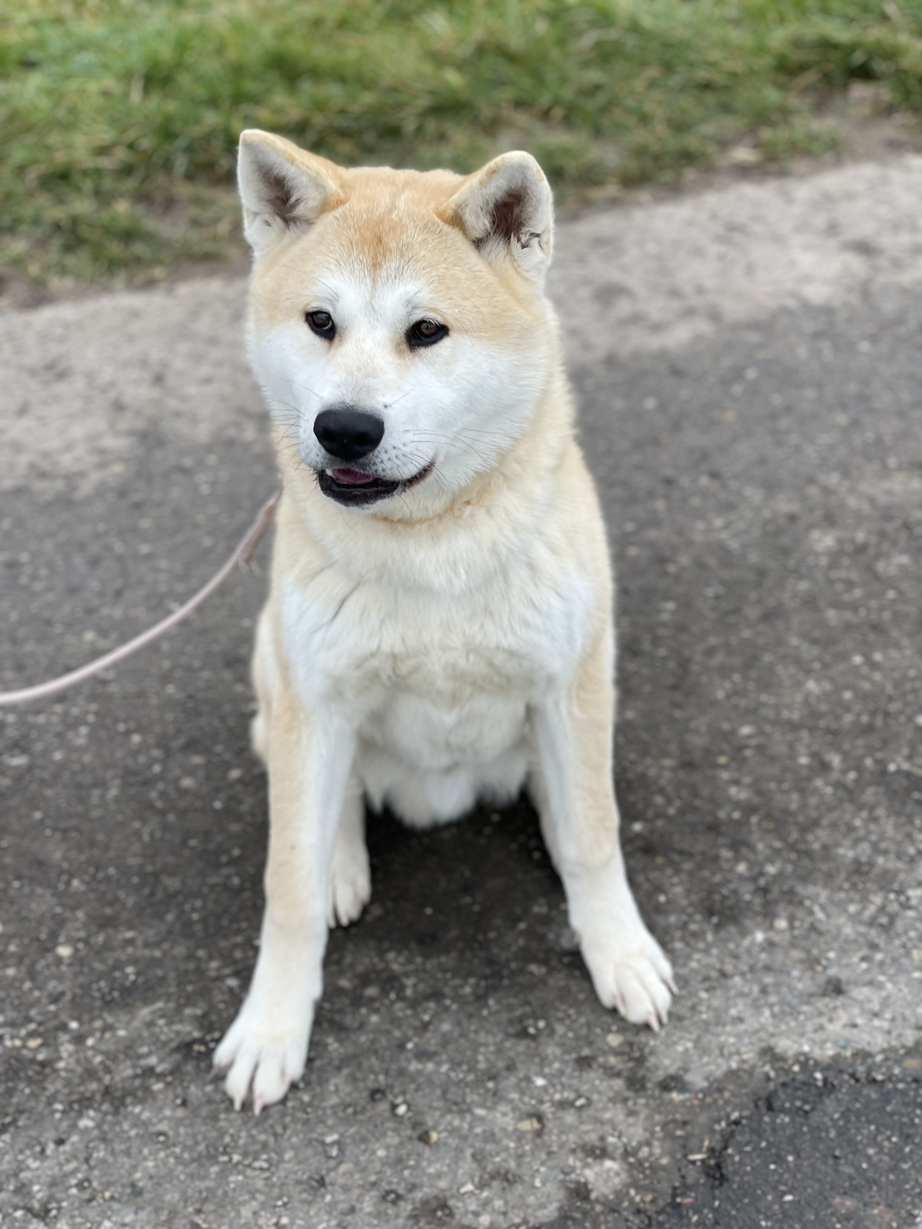 Akita Inu Rüde | Viva Kleinanzeigen