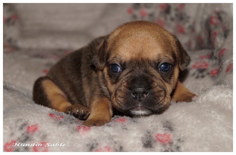 Französische Bulldoggen Mix Welpen Viva Kleinanzeigen