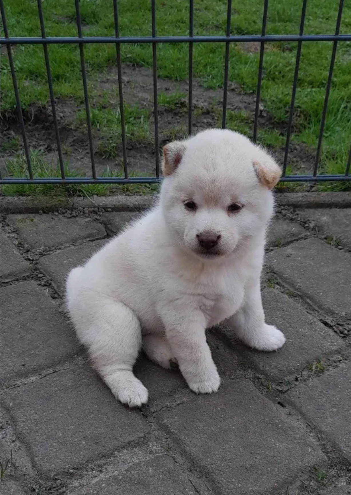 Wunderschöne Shiba Inu Welpen aus liebevoller Zucht