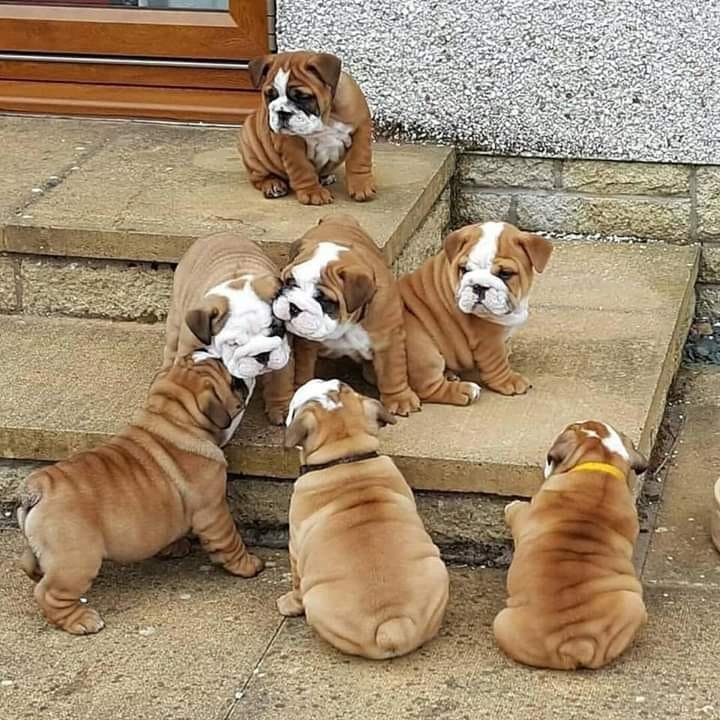 Kaufen Englische Bulldogge