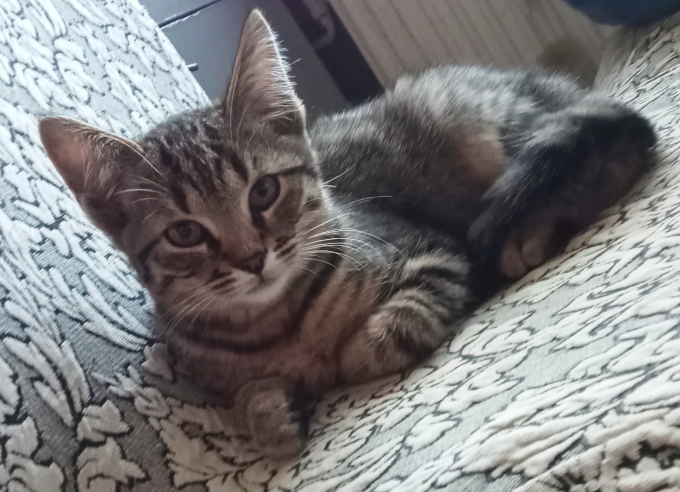 4 Monate Alte Katze Größe 4 Monate alte Kätzchen | Viva Kleinanzeigen