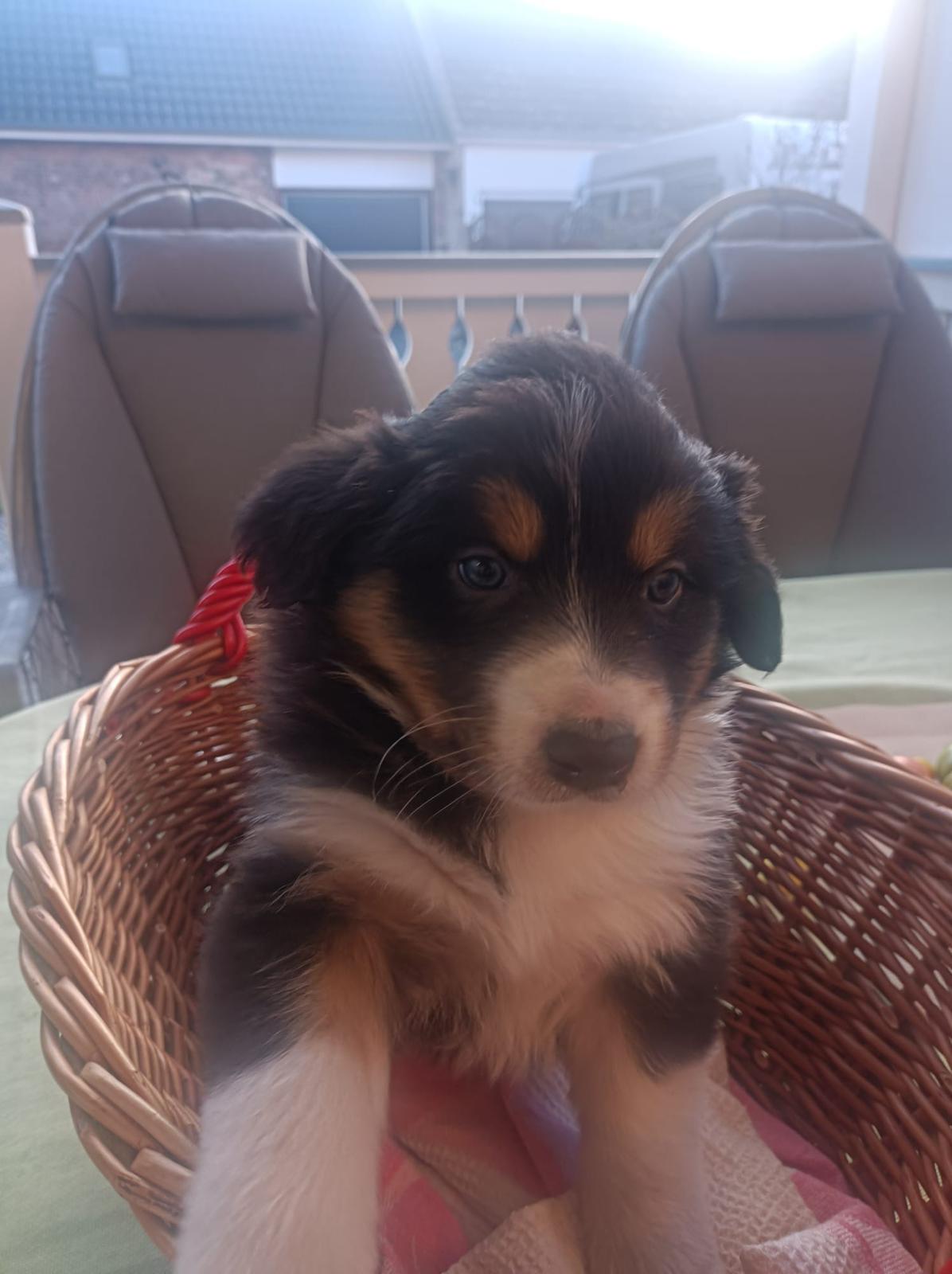 Border Collie Welpen zu verkaufen