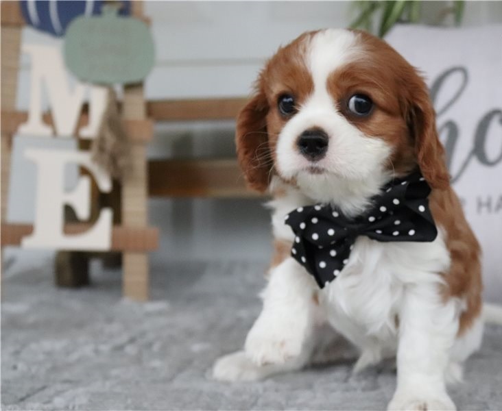 Cavalier King Charles Spaniel Welpen Zu Verkaufen Cavalier King Charles Spaniel Welpen | Viva Kleinanzeigen
