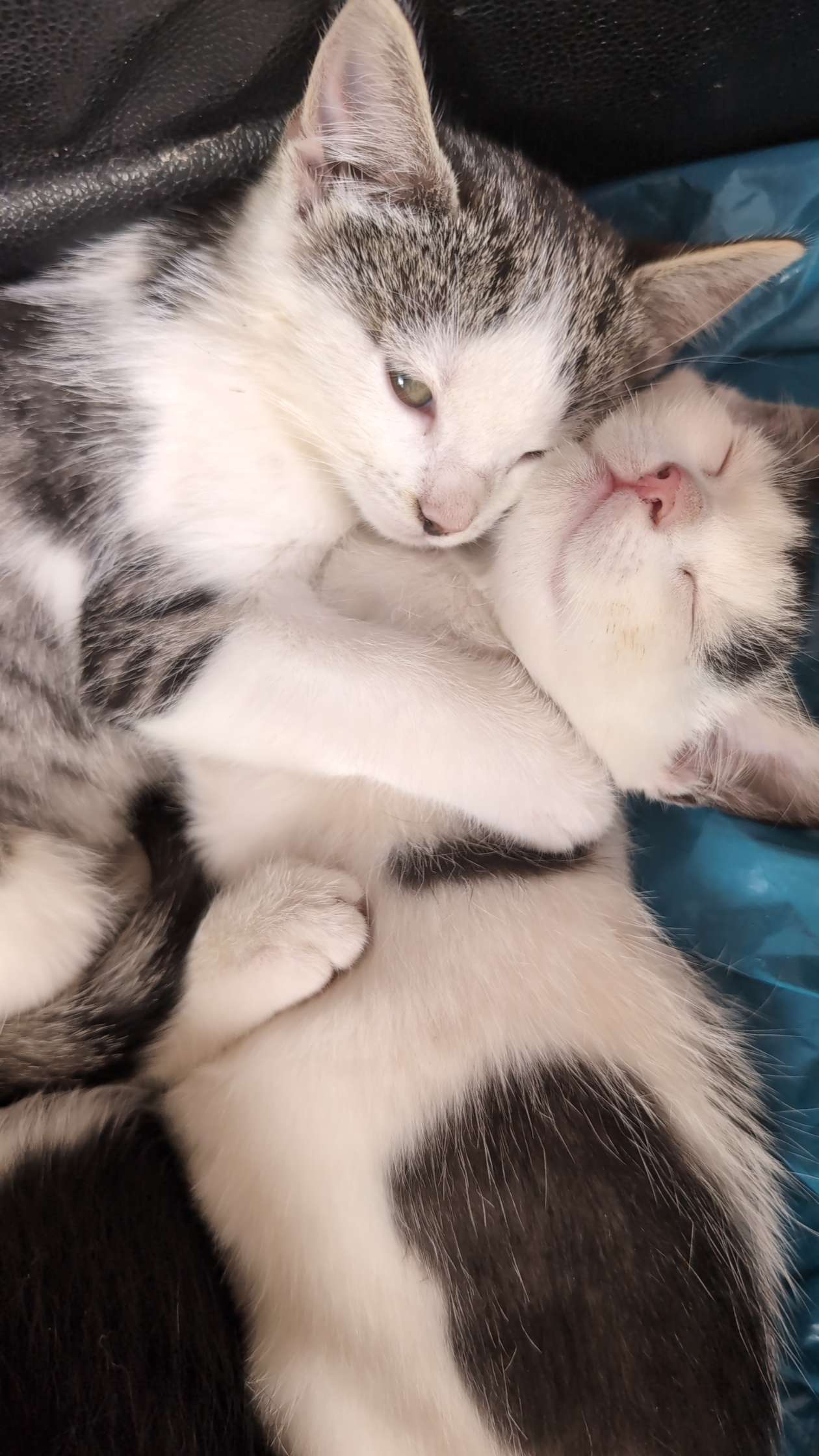 s-e-babykatzen-viva-kleinanzeigen
