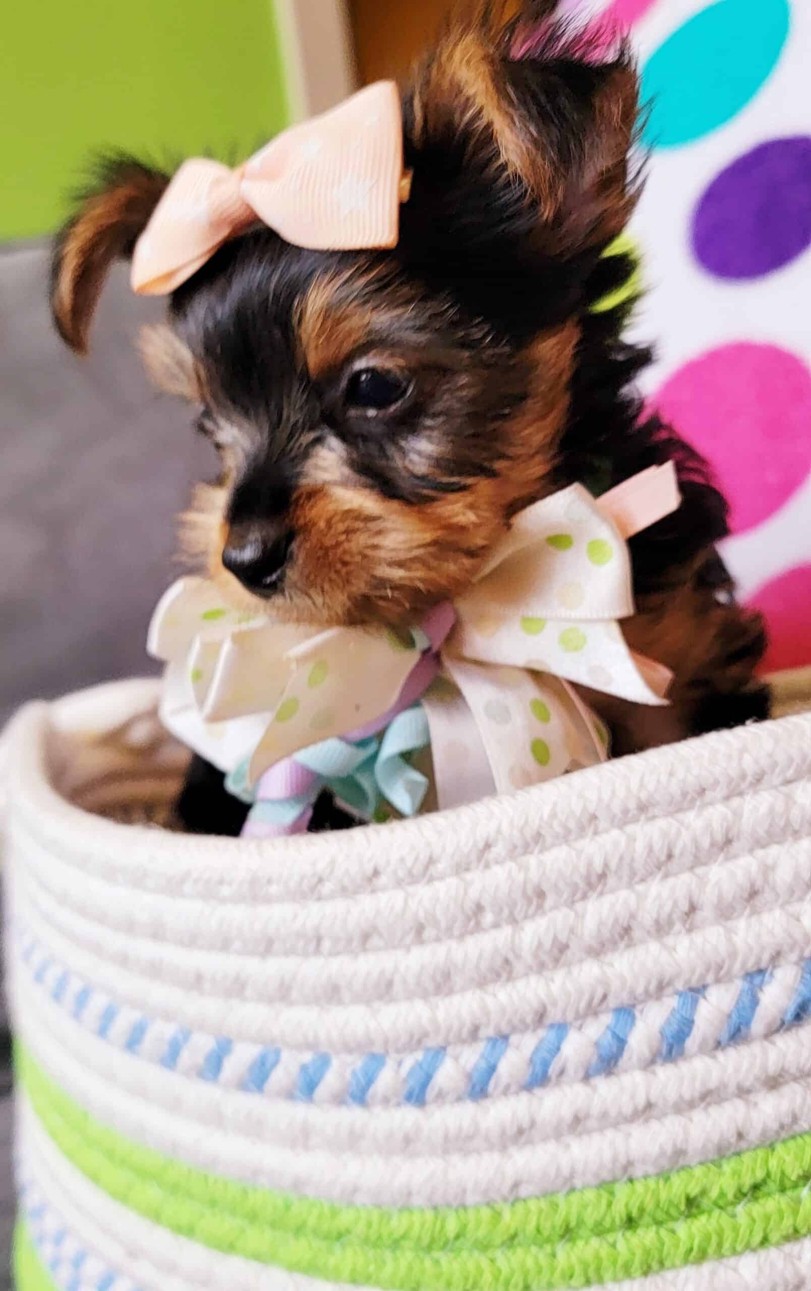 6 süße Yorkshire/Biewer Terrier Welpen suchen ein neues zuhause