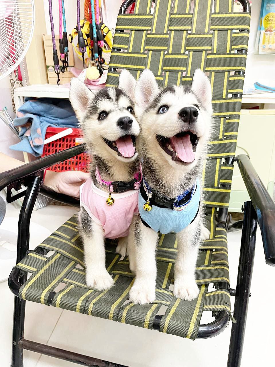 🐾 Wunderschöne sibirische Husky-Welpen zur Adoption – 12 Wochen ...