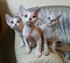 Devonshire-Katzen | Viva Kleinanzeigen