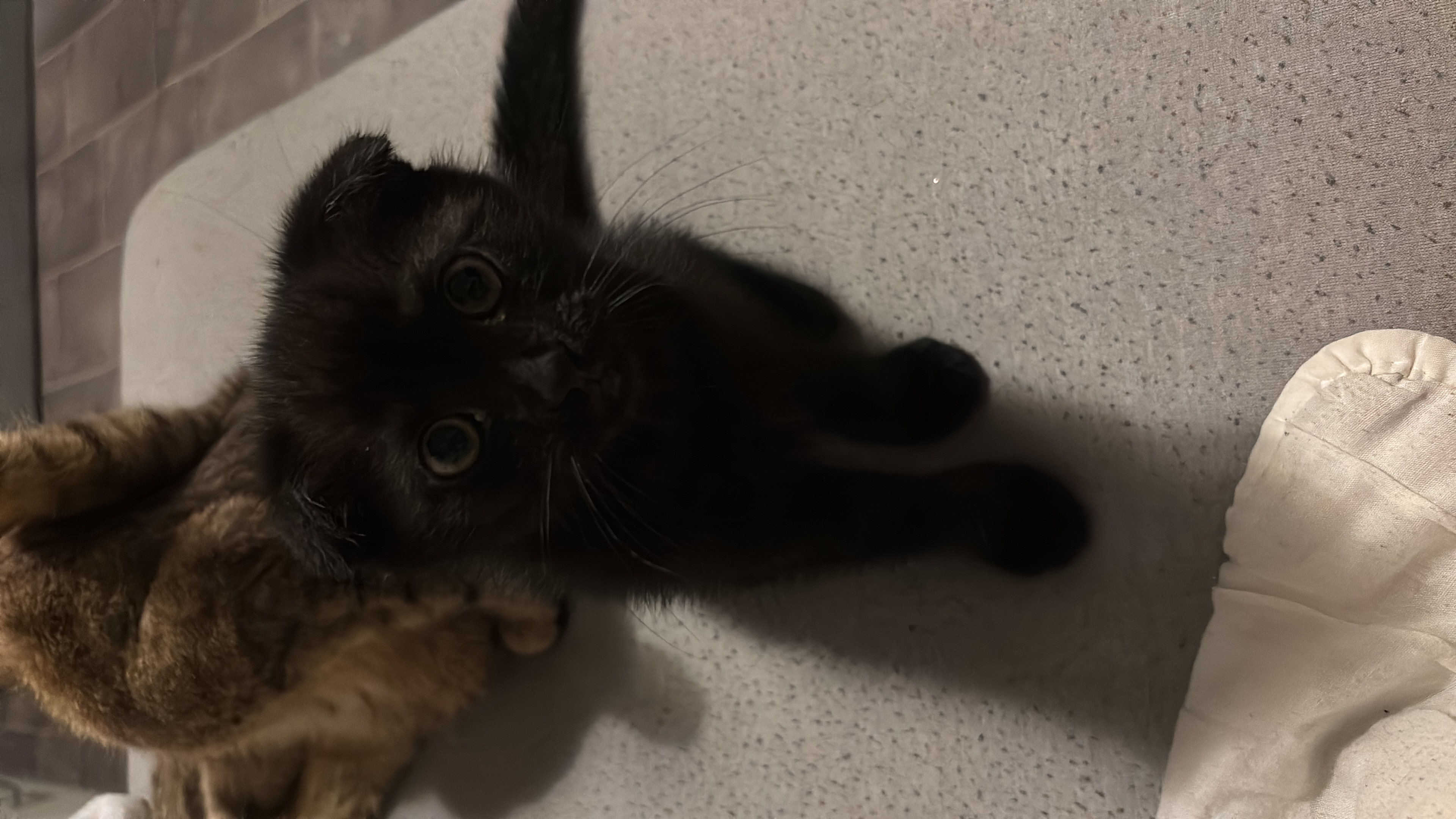 Babykatzen zu verkaufen