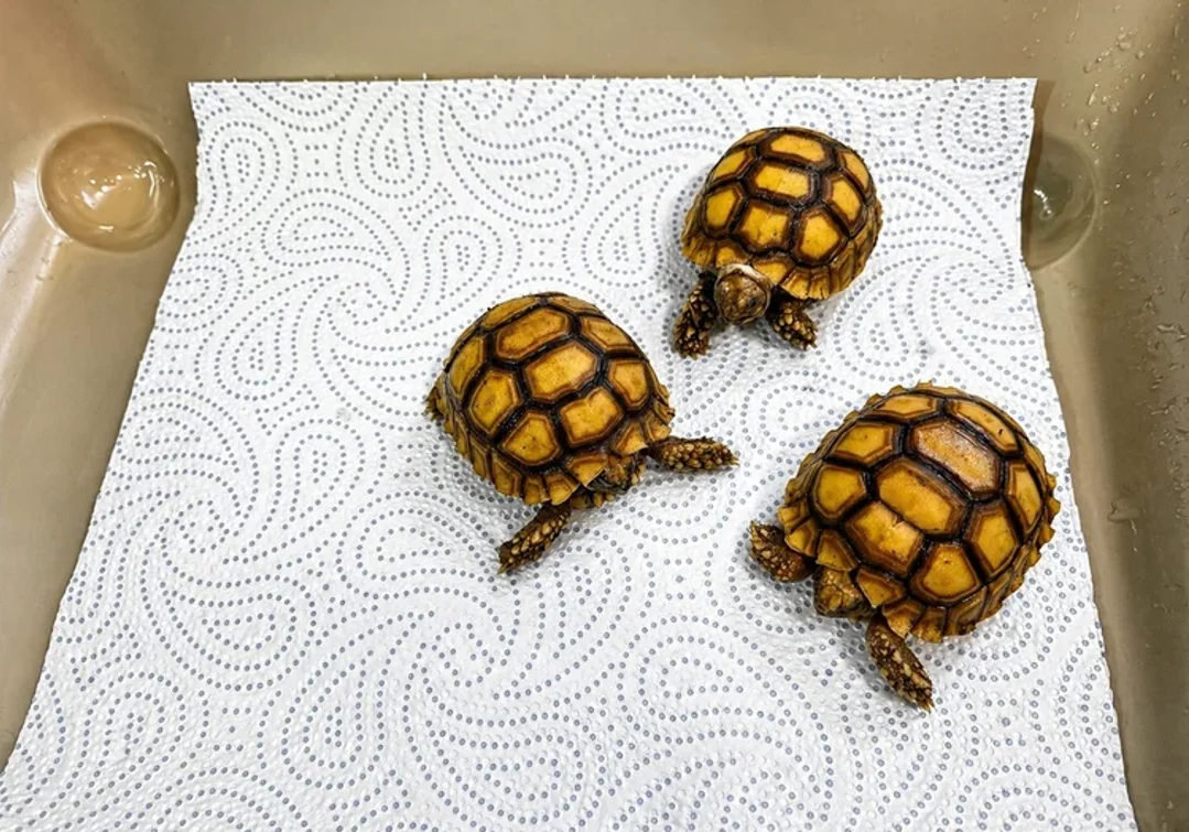 Junge Spornschildkröten (Sulcata) zu verkaufen. | Viva Kleinanzeigen
