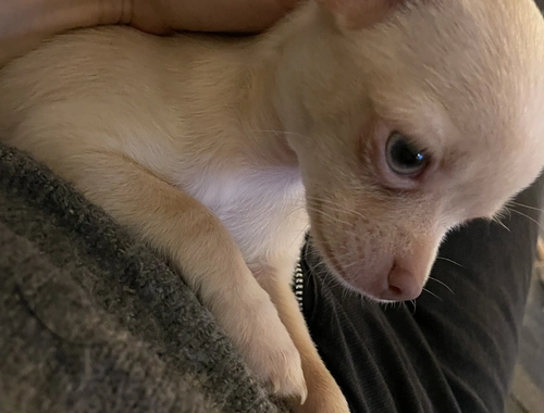 Chihuahua Welpen 2 Rüden