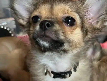 Reinrassiger Chihuahua Welpe Rüde langhaar Sofort Abgabebereit
