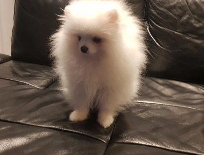Pomeranian (Toy Spitz) weiß