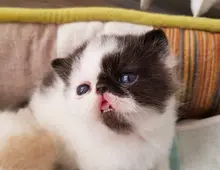 Exotic Shorthair Kater