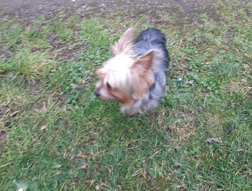 Verkaufe Mini Yorkshire Terrier