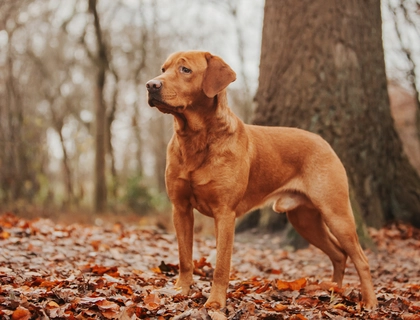 Labrador Deckrüde