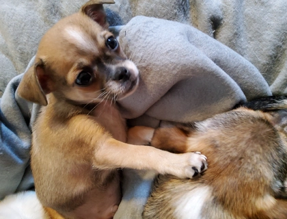 1 süsser Chihuahua  Rüde