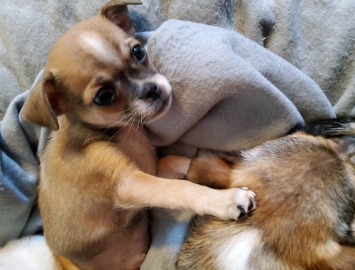 1 süsser Chihuahua  Rüde