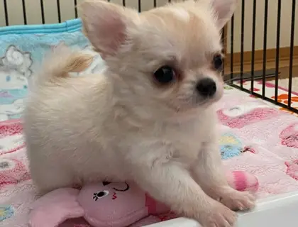 Süße Chihuahua Welpen suchen ab sofort ein schönes neues