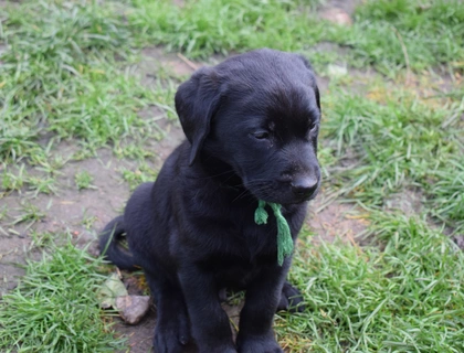 Labrador Welpen mit Papiere