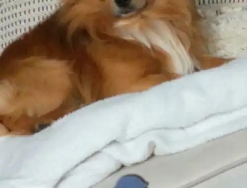 Chihuahua Rüde 3 Jahre