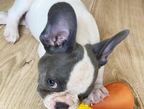 Abgabebereit! Französische Bulldogge Welpen Lilac-Merle-Tann mit Ahnentafel
