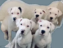 Dogo Argentino/American Bulldog Mix Welpen