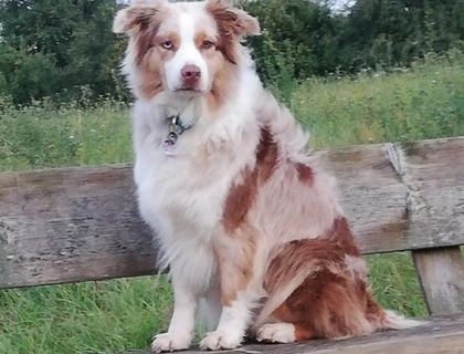 Australian Sheppard Welpen