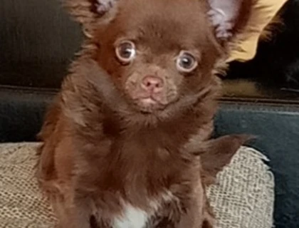 Wunderschöner Chihuahua Schokobub