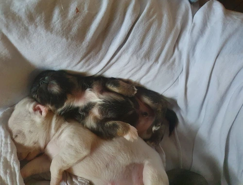 Noch 4 süsse chihuahua babys