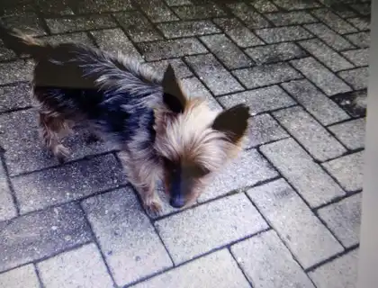 Yorkshire Terrier Hündin geb 27.02.2014