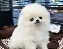 Pomeranian Welpe (Teddy boo) Zwergspitz