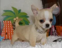 CHIHUAHUA WELPEN