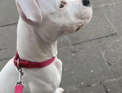 American Bulldog / Dogo Argentino