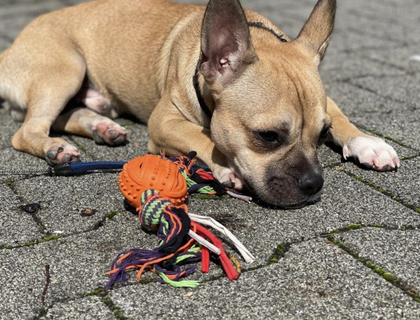 Hund sucht neues Zuhause